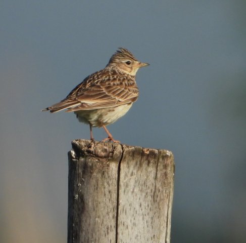 veldleeuwerikbrabantsebiesbosch27052020 3
